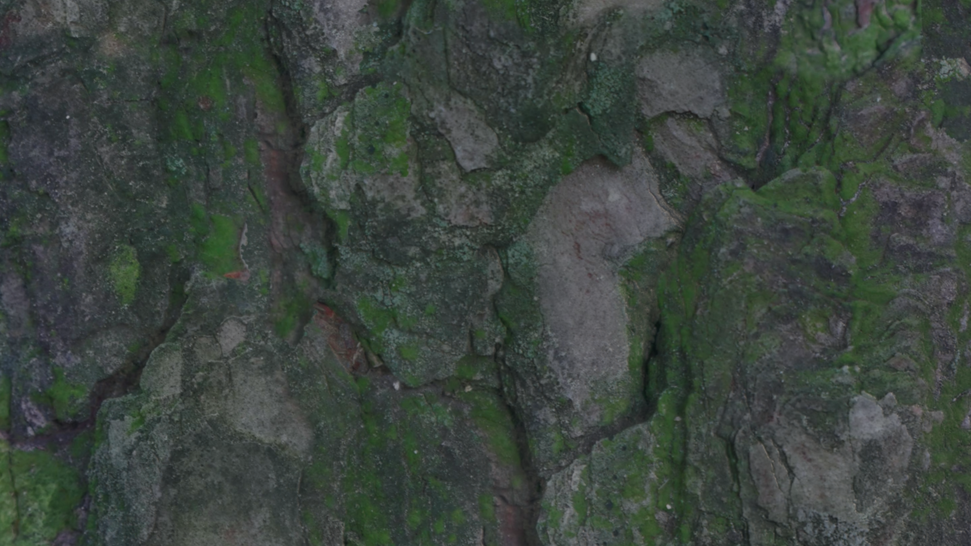 남산 야외식물원 나무표면4